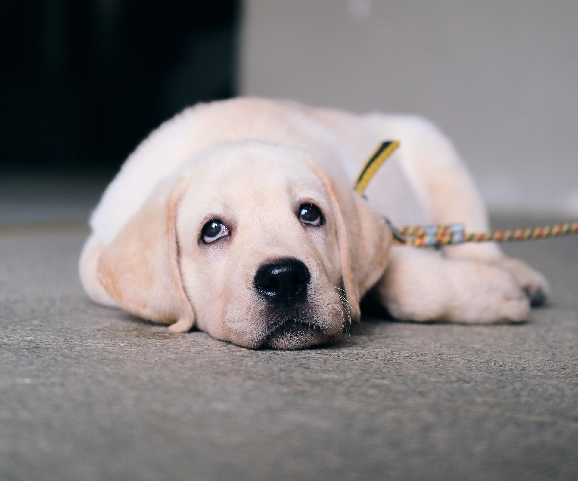 yellow labrador retriever puppy lying on floor