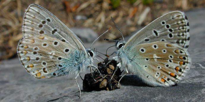 Due farfalle argo celeste si nutrono di un mucchietto di feci posato su una pietra